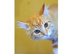 Adopt Monopoly a Orange or Red Domestic Mediumhair / Domestic Shorthair / Mixed