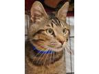 Adopt Cowboy a Tan or Fawn Domestic Shorthair / Domestic Shorthair / Mixed cat