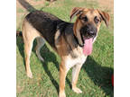 Adopt Finn (Lightning) a Black German Shepherd Dog / Mixed dog in San Marcos