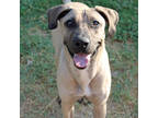 Adopt Sesame a Brown/Chocolate Black Mouth Cur / Mixed Breed (Medium) / Mixed