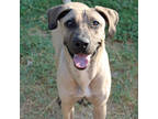 Adopt Sesame a Brown/Chocolate Black Mouth Cur / Mixed dog in San Marcos