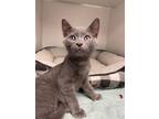 Adopt Chickpea a Gray or Blue Domestic Shorthair / Domestic Shorthair / Mixed