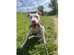 Adopt Pretzel III 143 a White American Pit Bull Terrier / Mixed dog in