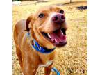Adopt Zippy a Tan/Yellow/Fawn Labrador Retriever / Mixed dog in Carrollton