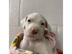 Adopt Zuzu a White Retriever (Unknown Type) / Mixed dog in Carrollton