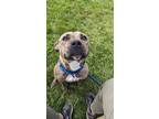 Adopt Amaya III 57 a Brown/Chocolate American Pit Bull Terrier / Mixed dog in