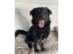 Adopt Chew Barka a Border Collie / Mixed dog in Sioux City, IA (39164904)