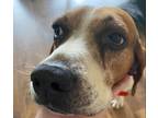 Adopt Linus a Tricolor (Tan/Brown & Black & White) Beagle / Mixed dog in Wake