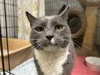 Adopt Cookie a Domestic Shorthair / Mixed cat in Oceanside, CA (38942208)