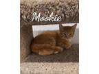 Adopt Mookie & Tucker a Cream or Ivory (Mostly) Domestic Shorthair / Mixed
