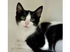 Adopt Trevor a All Black Domestic Shorthair / Domestic Shorthair / Mixed cat in