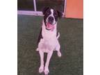 Adopt Snipe a White Mixed Breed (Large) / Mixed dog in Farmington, NM (39062341)
