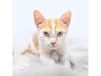 Adopt Nacho a Orange or Red Domestic Shorthair / Mixed cat in Durham