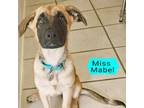 Adopt Mabel a Tan/Yellow/Fawn Shepherd (Unknown Type) / Mixed dog in Flower