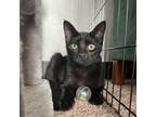 Adopt Recycling Rocco a All Black Domestic Shorthair / Mixed cat in Gibsonia