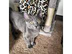 Adopt Screech a Gray or Blue Domestic Shorthair / Mixed cat in Gibsonia