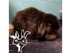 Adopt Vanya a Lop, Holland / Mixed rabbit in Providence, RI (39019856)