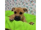 Adopt Baby a Brown/Chocolate Boxer / Mixed dog in Garden, KS (39000820)