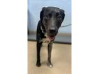 Adopt Ziara a Black Mixed Breed (Medium) / Mixed dog in Chamblee, GA (39060806)