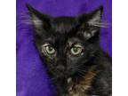 Adopt Deimos a All Black Domestic Mediumhair / Domestic Shorthair / Mixed cat in