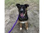 Adopt Suboo a American Staffordshire Terrier / Mixed dog in Raleigh