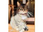 Adopt Huggie a Brown or Chocolate Domestic Shorthair / Domestic Shorthair /