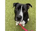 Adopt Rocco a Pit Bull Terrier / Mixed dog in Silverdale, WA (39033767)