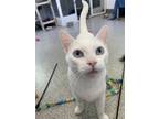 Adopt Mrs. Doubtfire a White Domestic Shorthair / Domestic Shorthair / Mixed cat