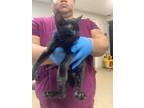 Adopt Bo Katan a All Black Domestic Shorthair / Domestic Shorthair / Mixed cat