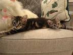 Adopt Dixie and Pixie a Brown Tabby Domestic Shorthair / Mixed (short coat) cat