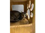 Adopt Barn Cat Quinley a Gray or Blue Domestic Shorthair / Domestic Shorthair /