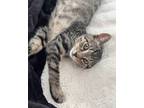 Adopt Bentley a Brown Tabby Tabby (short coat) cat in South Salem, NY (39043210)