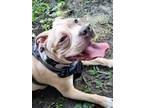 Adopt Carla Aka Nayah a Pit Bull Terrier