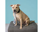 Adopt Thunder a Tan/Yellow/Fawn Mixed Breed (Large) / Mixed dog in New Smyrna