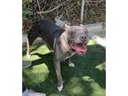 Adopt JADE a Gray/Silver/Salt & Pepper - with White American Pit Bull Terrier /
