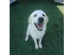 Adopt Betsy a Great Pyrenees / Golden Retriever / Mixed dog in McKinney