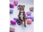 Adopt Paris a Brown/Chocolate - with White Pit Bull Terrier / Mixed dog in