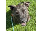 Adopt Porche a Pit Bull Terrier / Mixed dog in Napa, CA (39003948)
