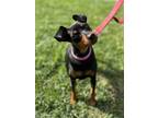 Adopt Cleo a Miniature Pinscher / Mixed dog in Napa, CA (39003943)