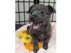 Adopt Joey a Gray/Blue/Silver/Salt & Pepper Terrier (Unknown Type