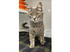 Adopt Popsicle a Gray or Blue Domestic Longhair / Domestic Shorthair / Mixed cat