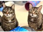 Adopt Butch a Domestic Shorthair / Mixed cat in Santa Rosa, CA (39011887)
