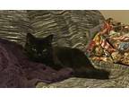 Adopt Mocha a Domestic Shorthair / Mixed cat in Spokane Valley, WA (38919026)