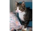 Adopt Smitty a Brown or Chocolate Domestic Shorthair / Domestic Shorthair /