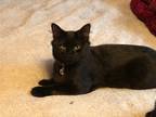 Adopt Mae Mae a All Black Domestic Shorthair / Mixed (short coat) cat in