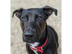 Adopt Killua a Black Mixed Breed (Large) / Mixed dog in Columbus, OH (38969867)