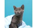 Adopt Amelia a Gray or Blue Domestic Shorthair / Mixed (short coat) cat in