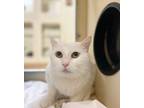 Adopt Opal~23/24-0116 a White Domestic Mediumhair / Domestic Shorthair / Mixed