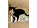 Adopt Prickly Pear~s23/24-0165h a All Black Domestic Shorthair / Domestic