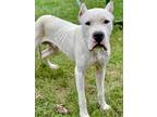 Adopt Kato a White Dogo Argentino / Mixed dog in Anderson, IN (39163288)
